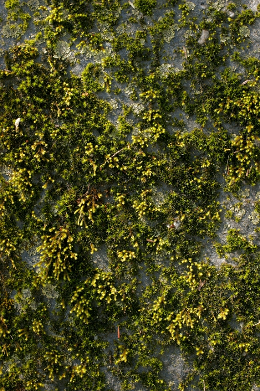 Moss 4 